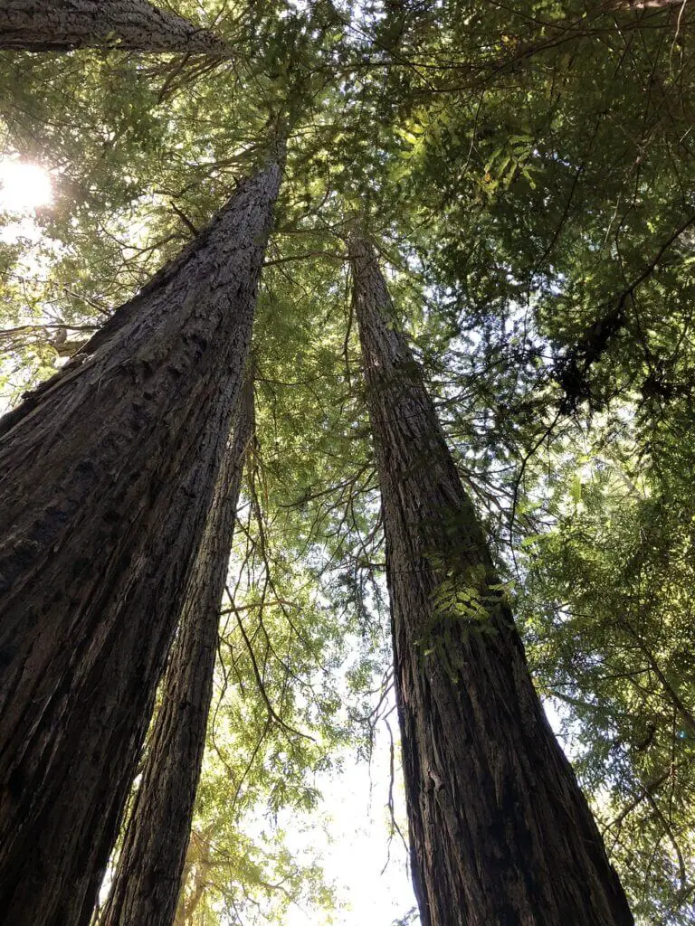Redwood Tree