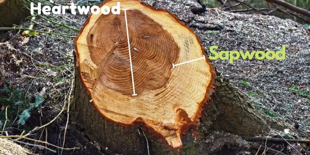 difference between sapwood and heartwood