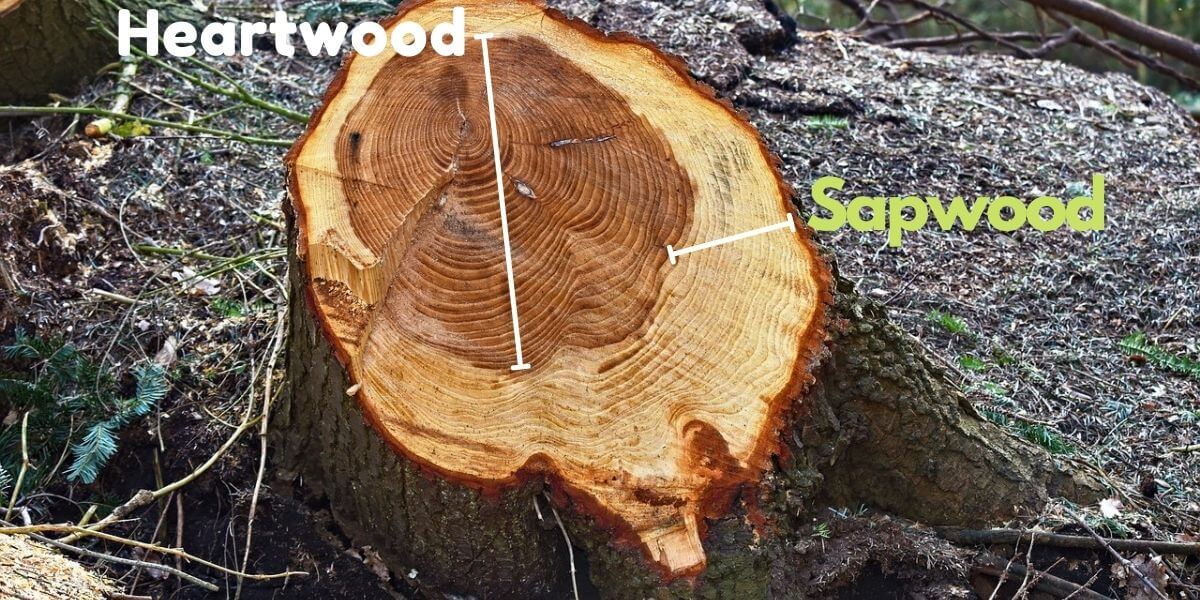 What Is Difference Between Wood And Timber vrogue.co