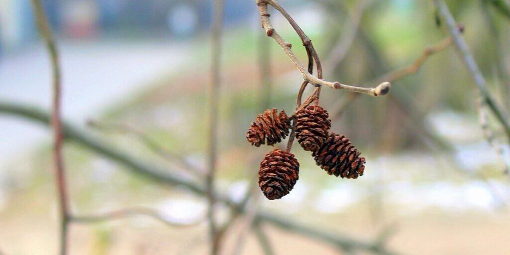 Alder tree fruit