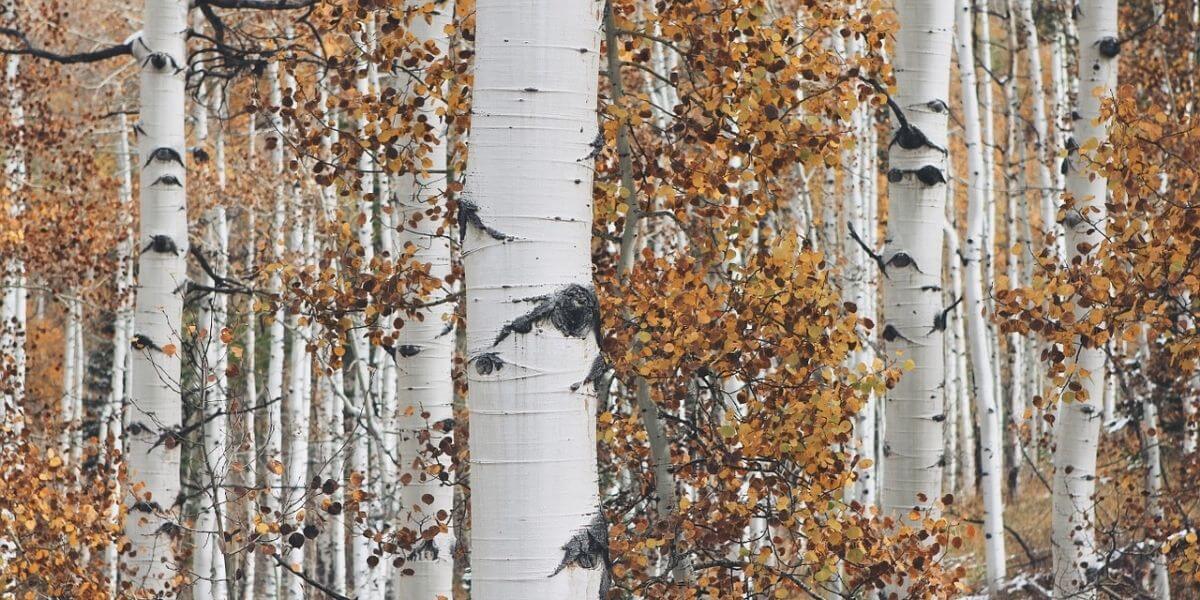 Aspen vs Alder Wood Uses, Grain, Identification, and Workability