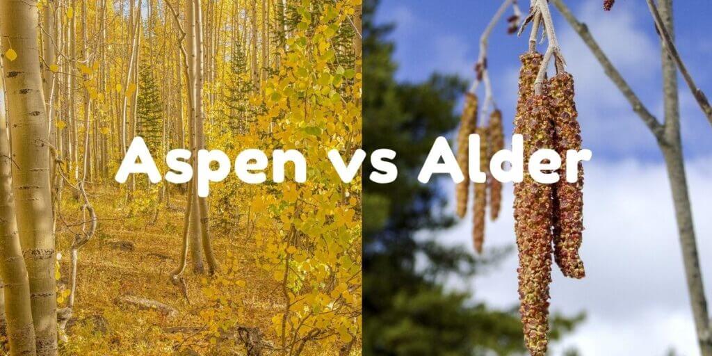 Aspen vs Alder Wood Uses, Grain, Identification, and Workability
