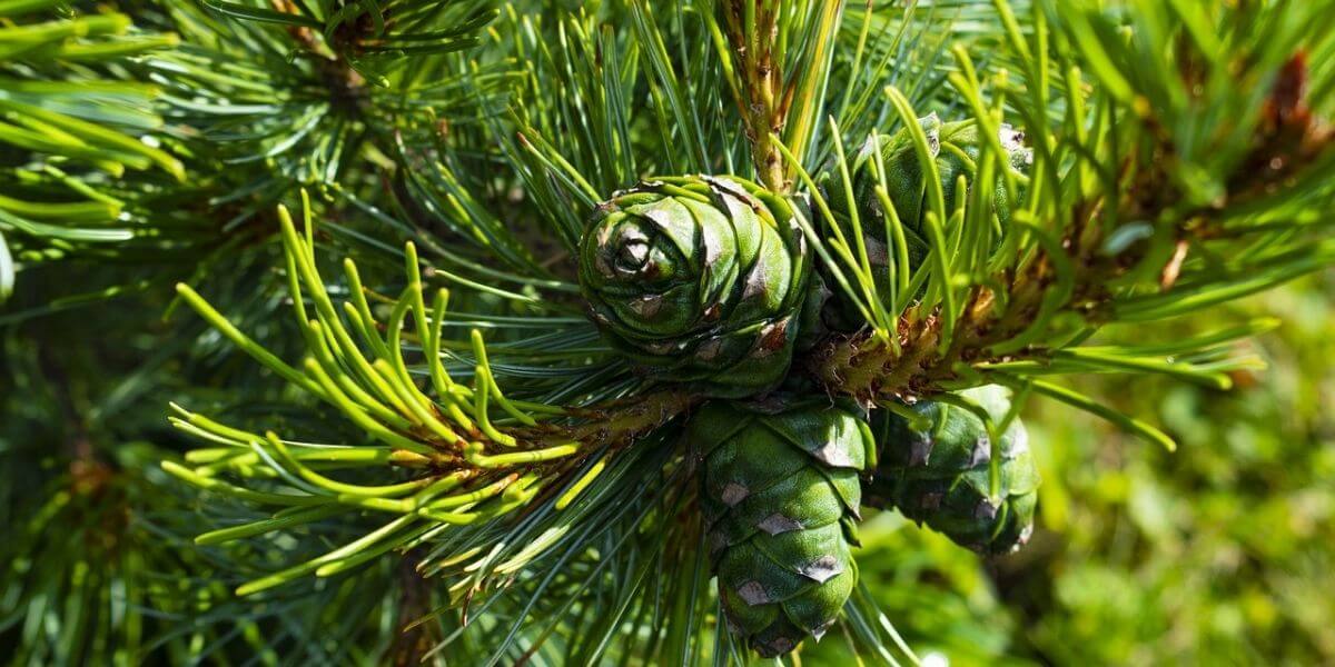 Cedar Wood Properties Cedar Uses, advantages, and disadvantages