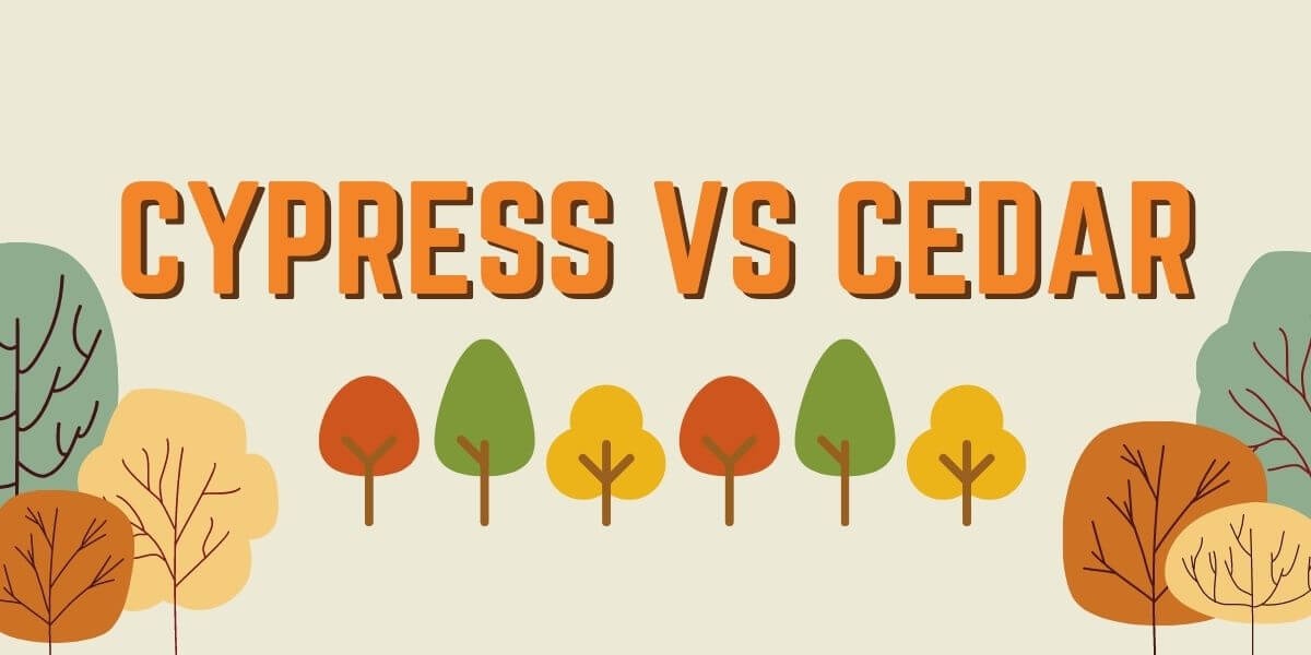 Cypress Vs Cedar Wood Which One Is Best For You Timber Blogger