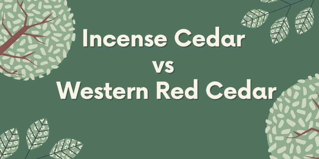 Incense Cedar vs Western Red Cedar Timber Blogger