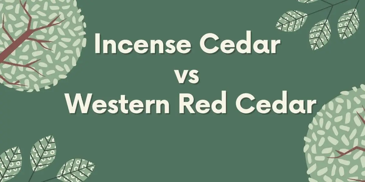 Incense Cedar vs Western Red Cedar