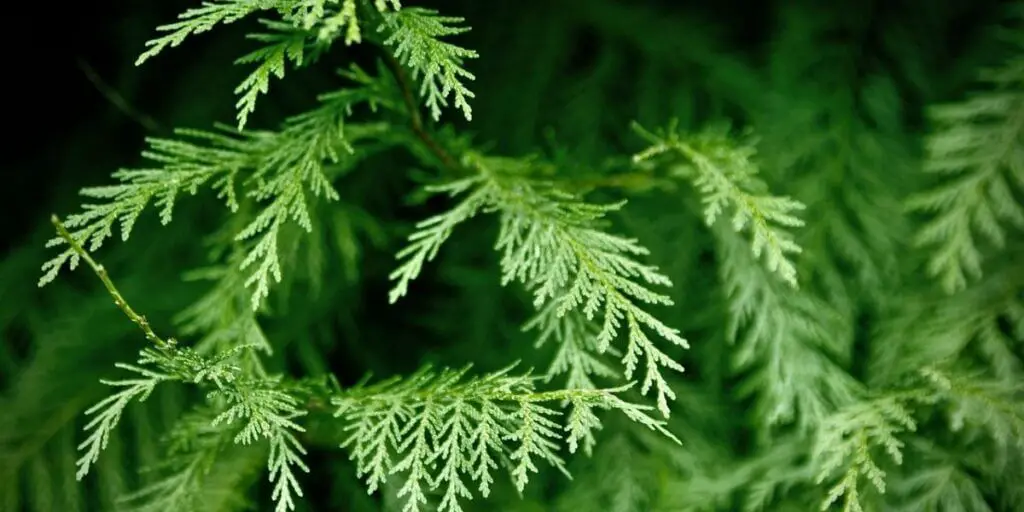 Northern White Cedar Leaf 