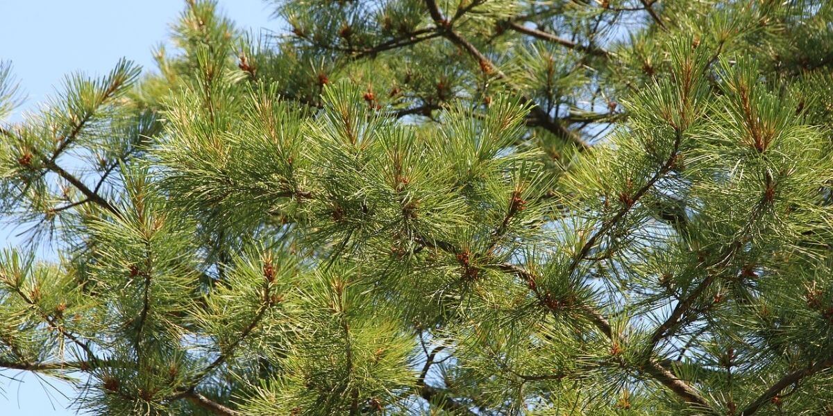 Cedar Wood Properties Cedar Uses, advantages, and disadvantages