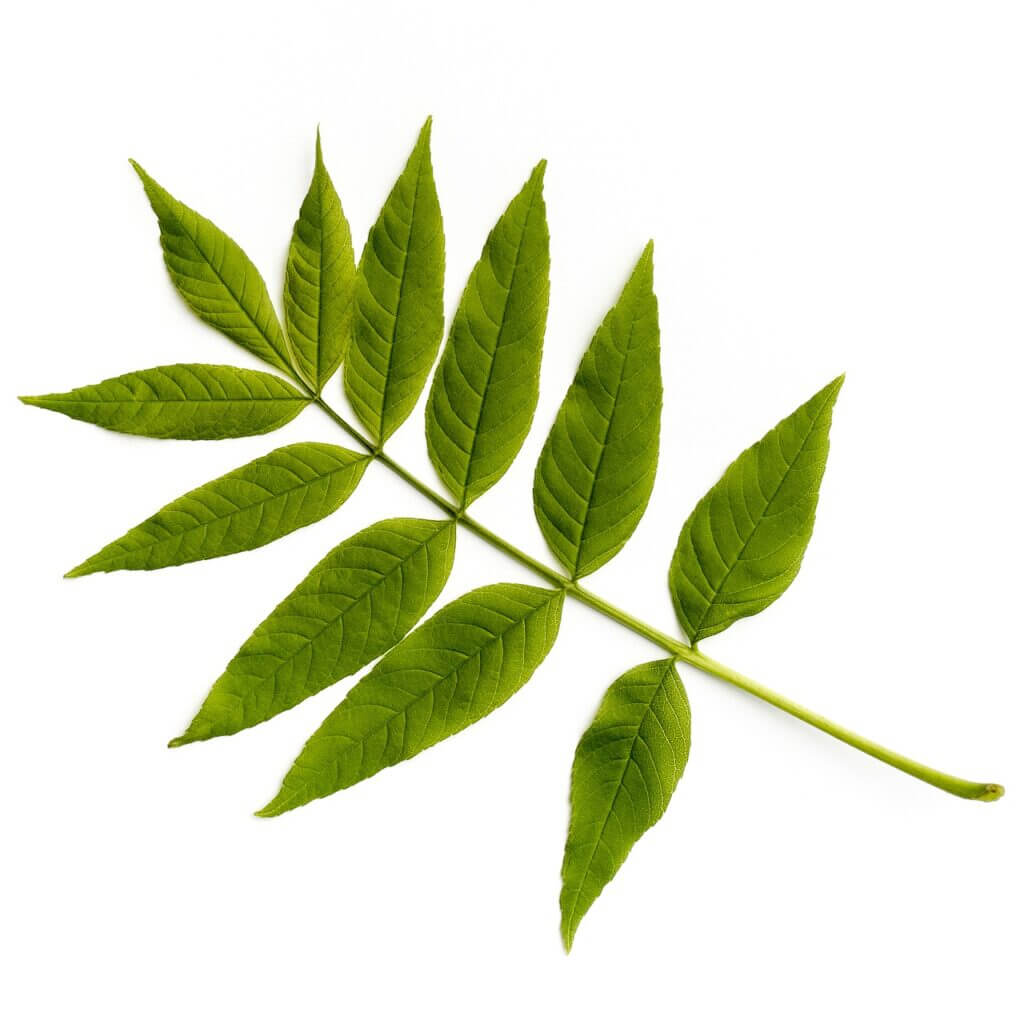 ash tree leaf