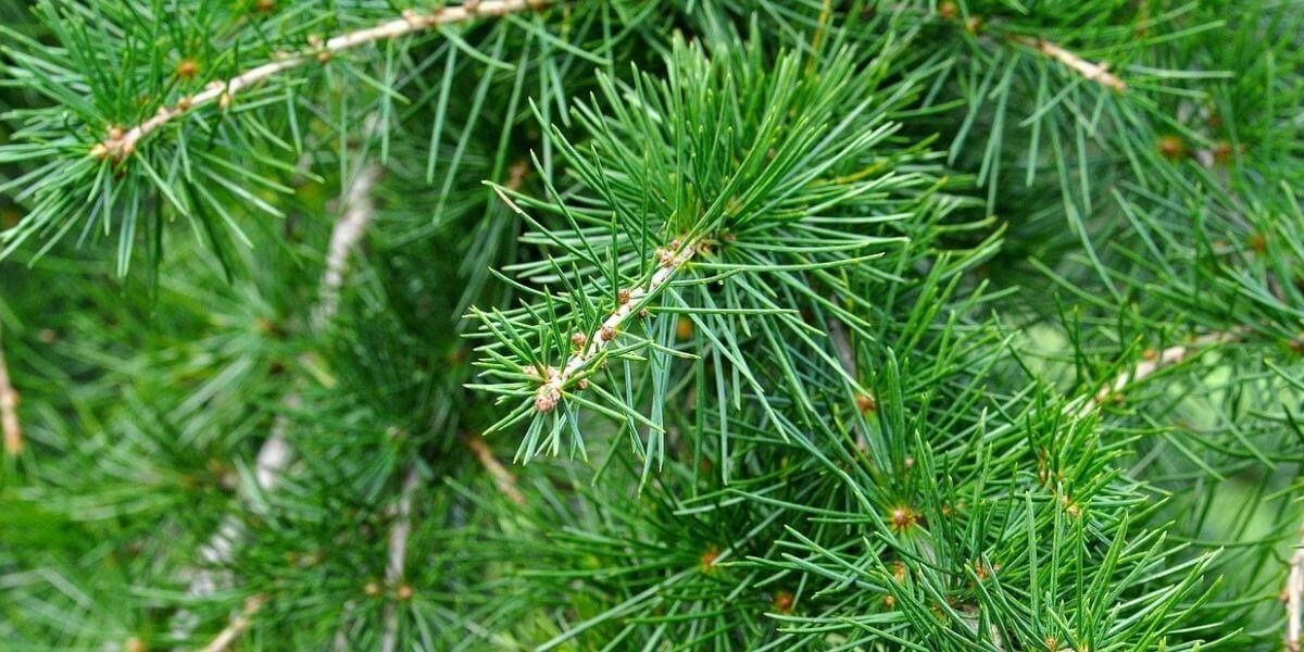 Cypress vs Cedar Wood Which one is best for you? Timber Blogger