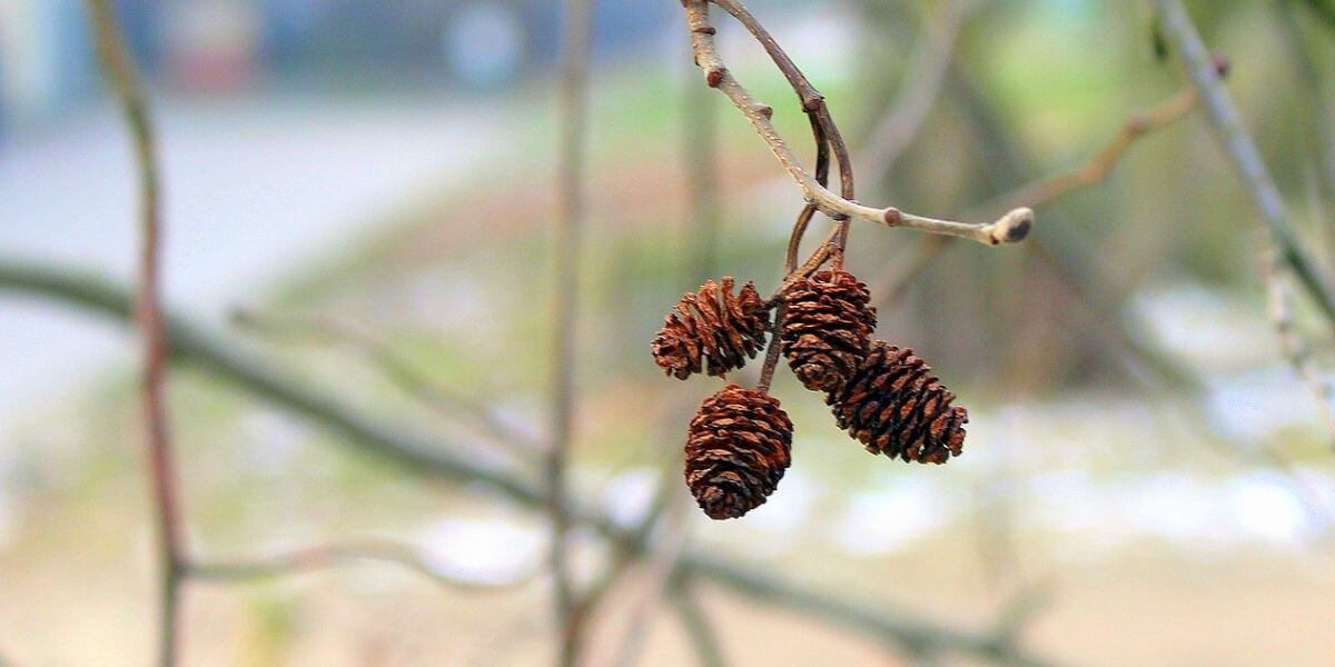Alder Wood Characteristics Is Alder Good Firewood? Timber Blogger