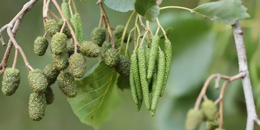Black Alder fruit
