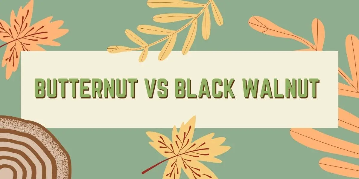 Butternut vs Black Walnut Wood