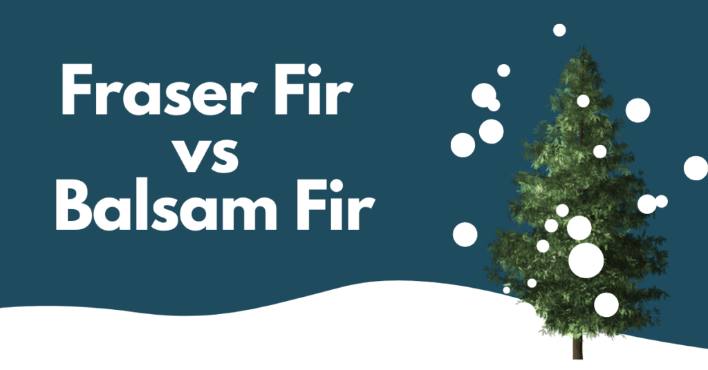 Fraser Fir vs Balsam Fir Which is the Best Christmas Tree?