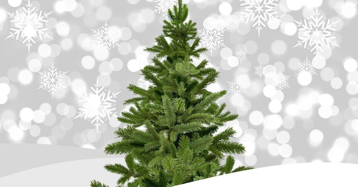 Fraser Fir vs Balsam Fir Which is the Best Christmas Tree?