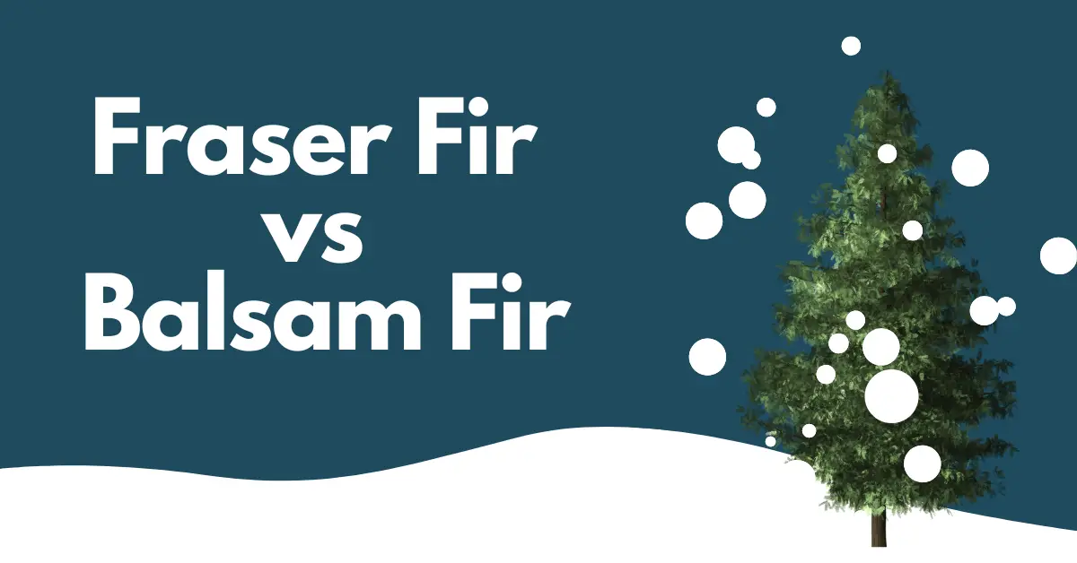 Fraser Fir vs Balsam Fir