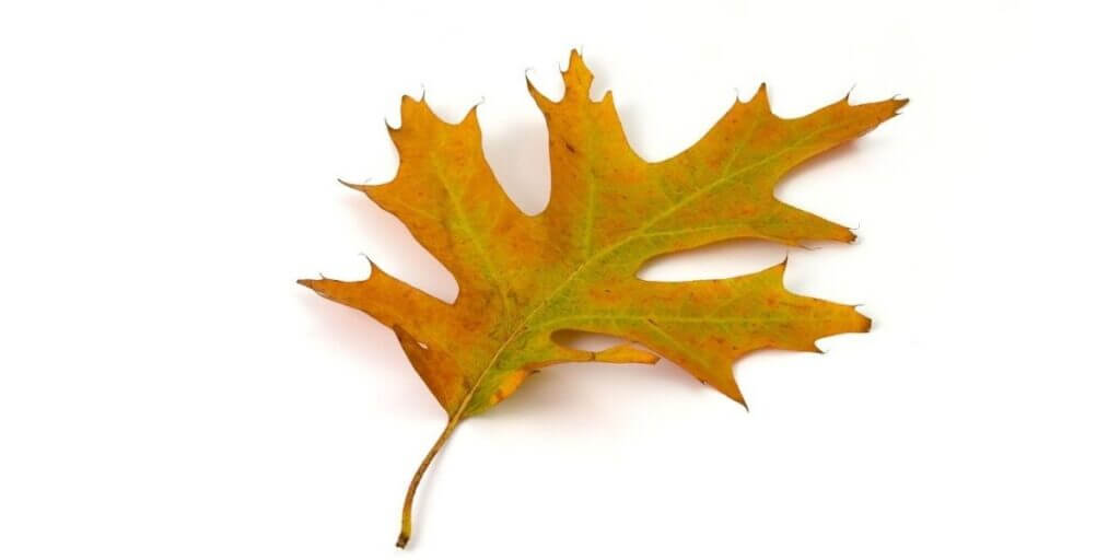 oak leaf