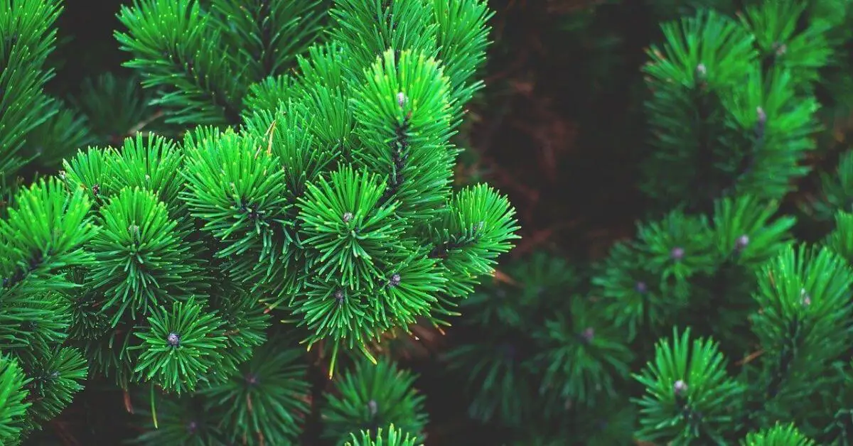 Pine wood properties
