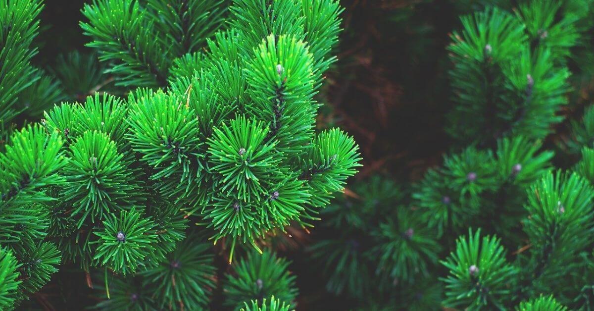 Pine Wood Properties Types Of Pine Trees And Uses Pine Wood Properties Types Of Pine Trees And Uses