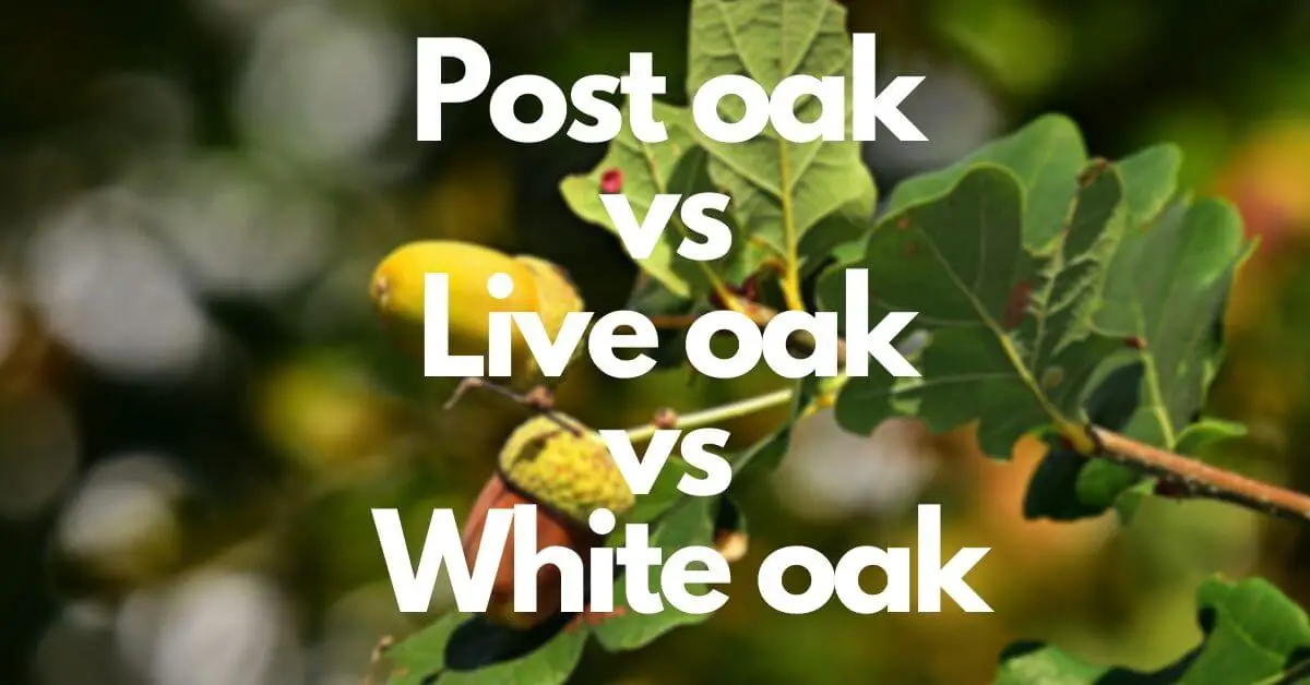 Post oak vs Live oak vs white oak