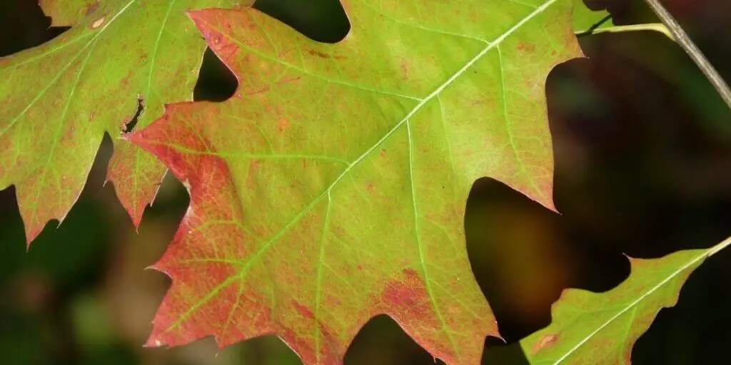 Red Oak Leaves