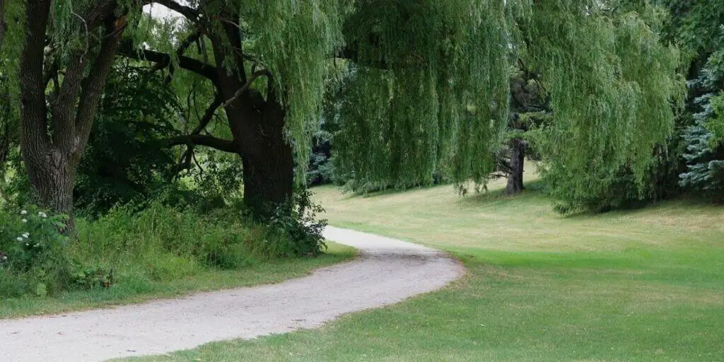 Willow Oak Tree