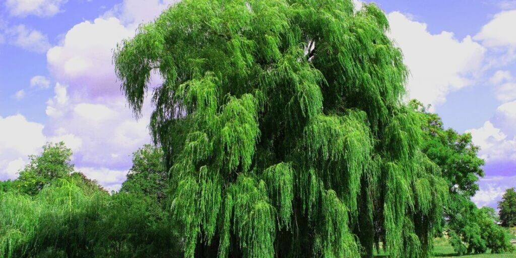 Willow Oak vs Pin Oak | Which Oak is Best For Firewood? – Timber Blogger