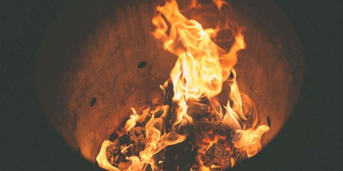 Jack Pine Tree Uses, Identification, and Jack Pine Bonsai