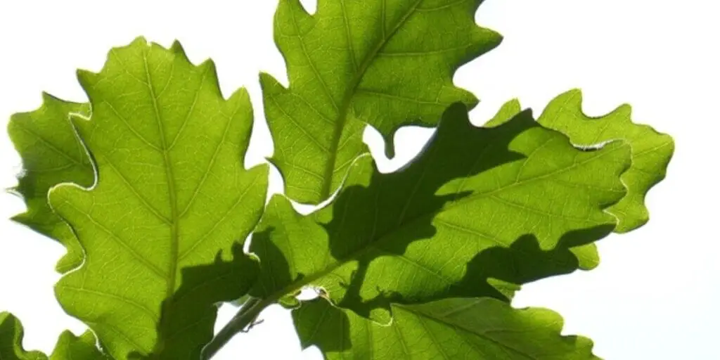 white oak leaf