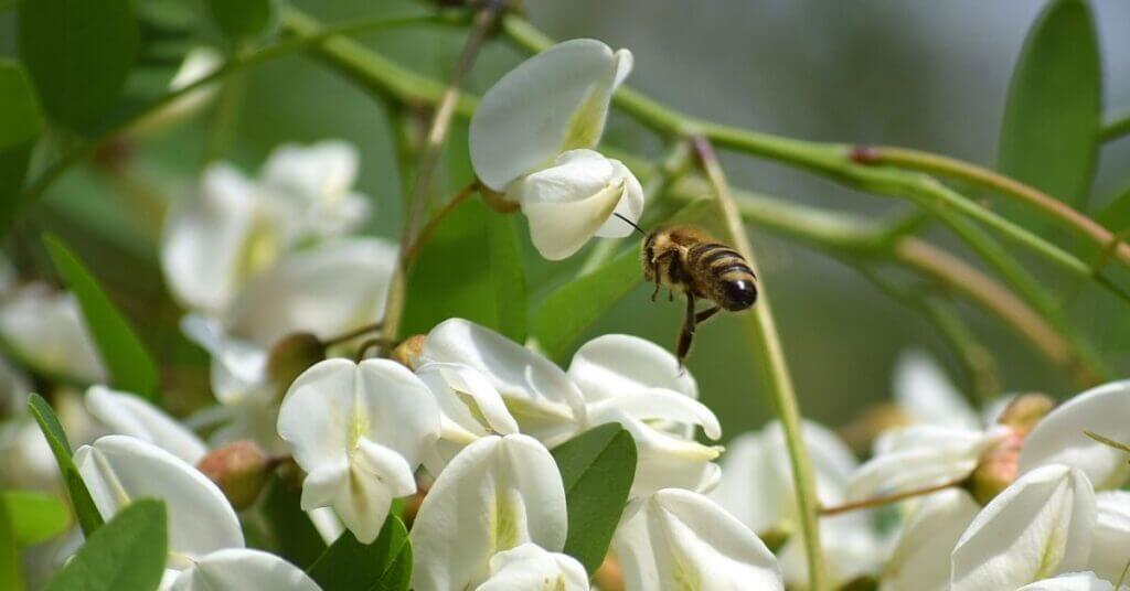 Black Locust Honey Production