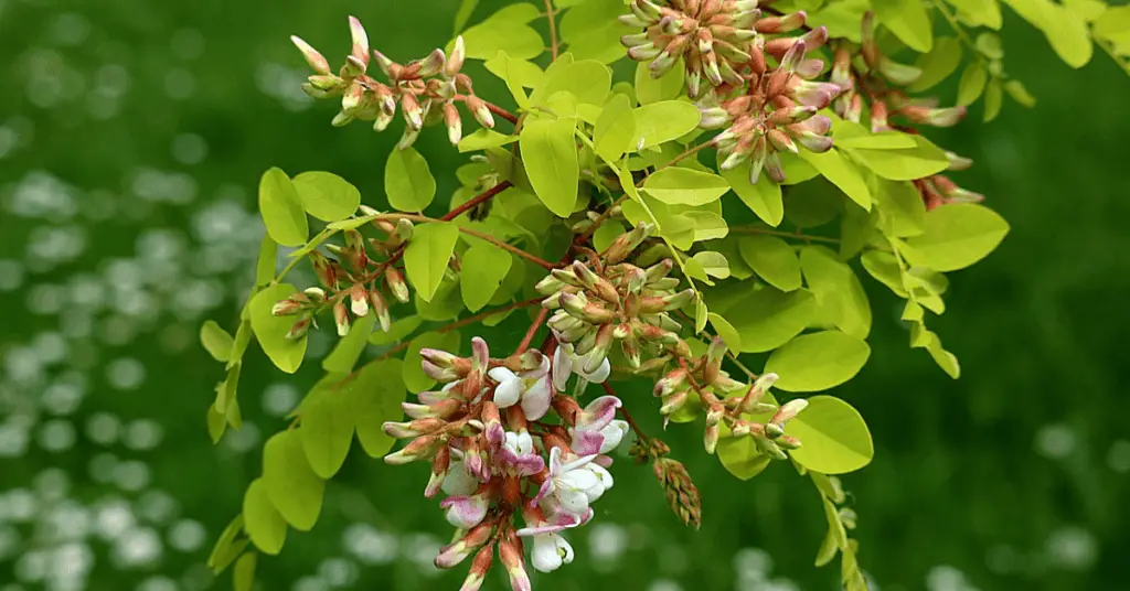 Black Locust Tree Identification