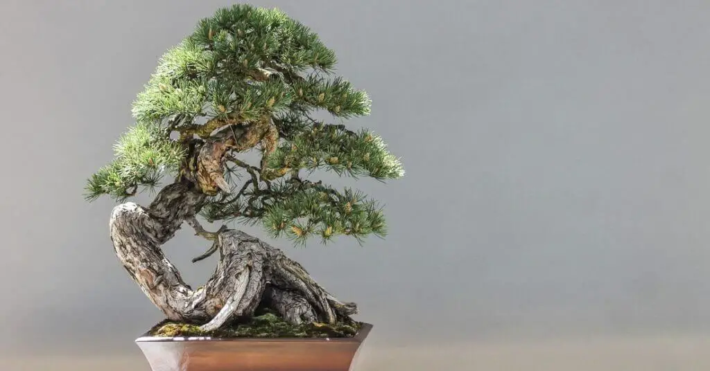 Jack Pine Bonsai