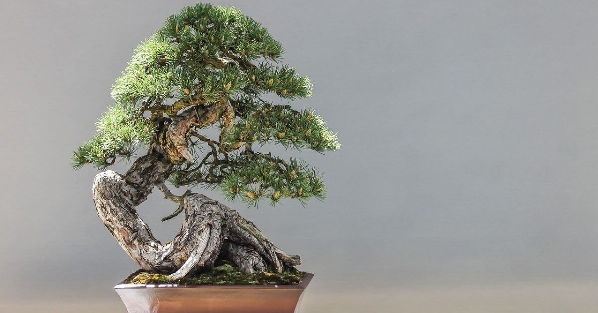 Jack Pine Tree Uses, Identification, and Jack Pine Bonsai