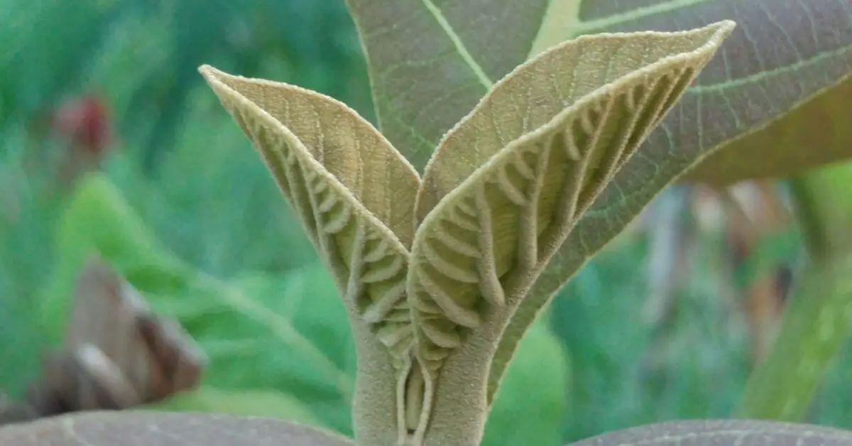 Teak Wood Uses, Advantages, Disadvantages