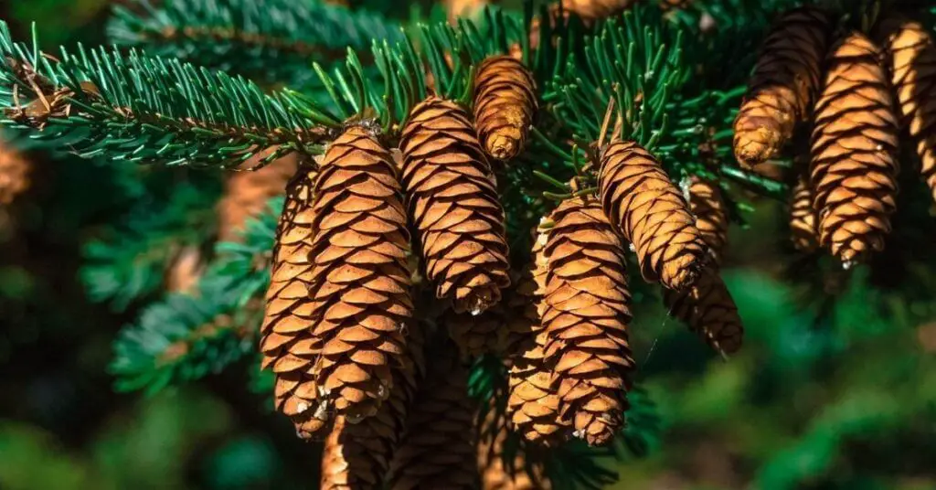 How to Identify Loblolly Pine?