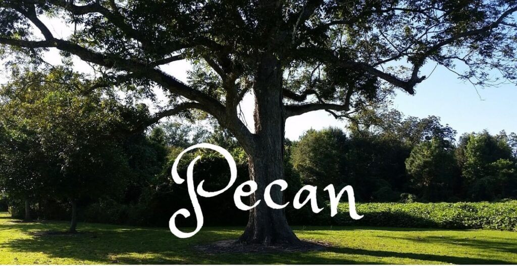 Pecan Wood Things you should know about Pecan Wood