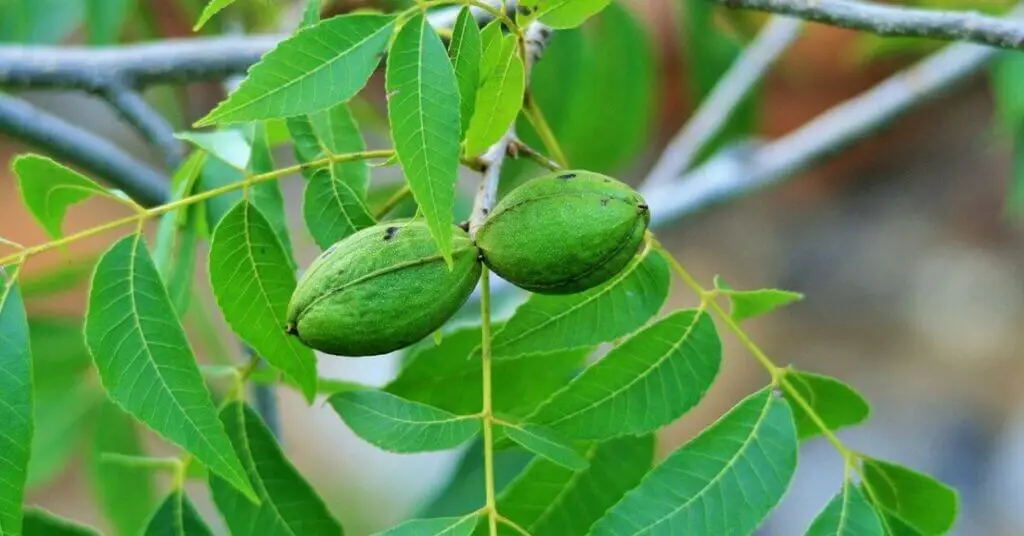 Pecan Nuts