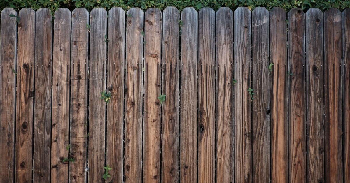 Cedar vs Pine Wood Difference Between Wood, Tree, and Fence?