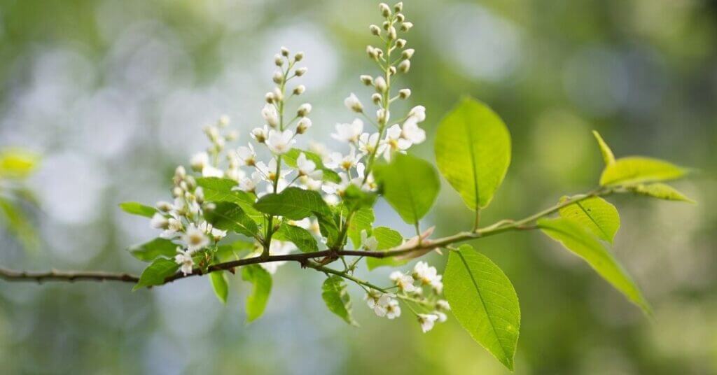 hackberry flower