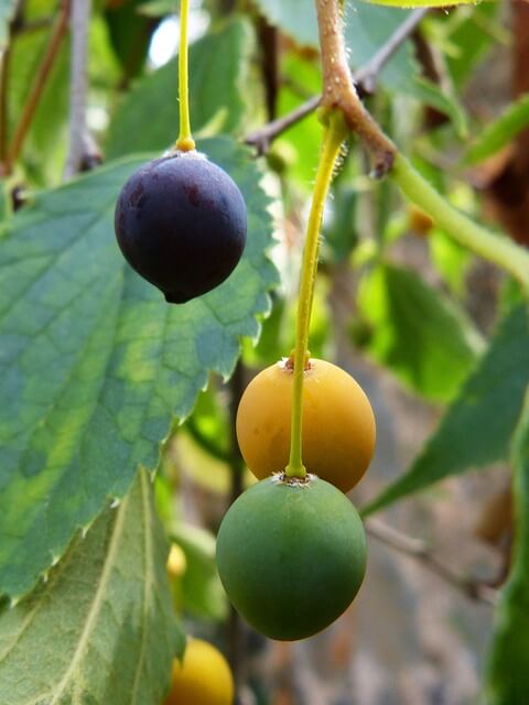 hackberry-fruit