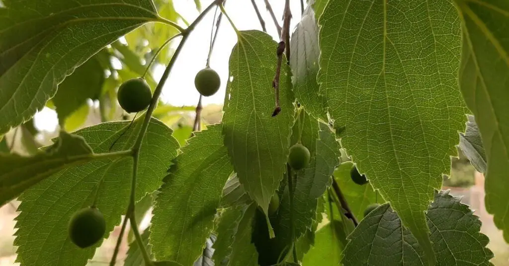 hackberry leaf