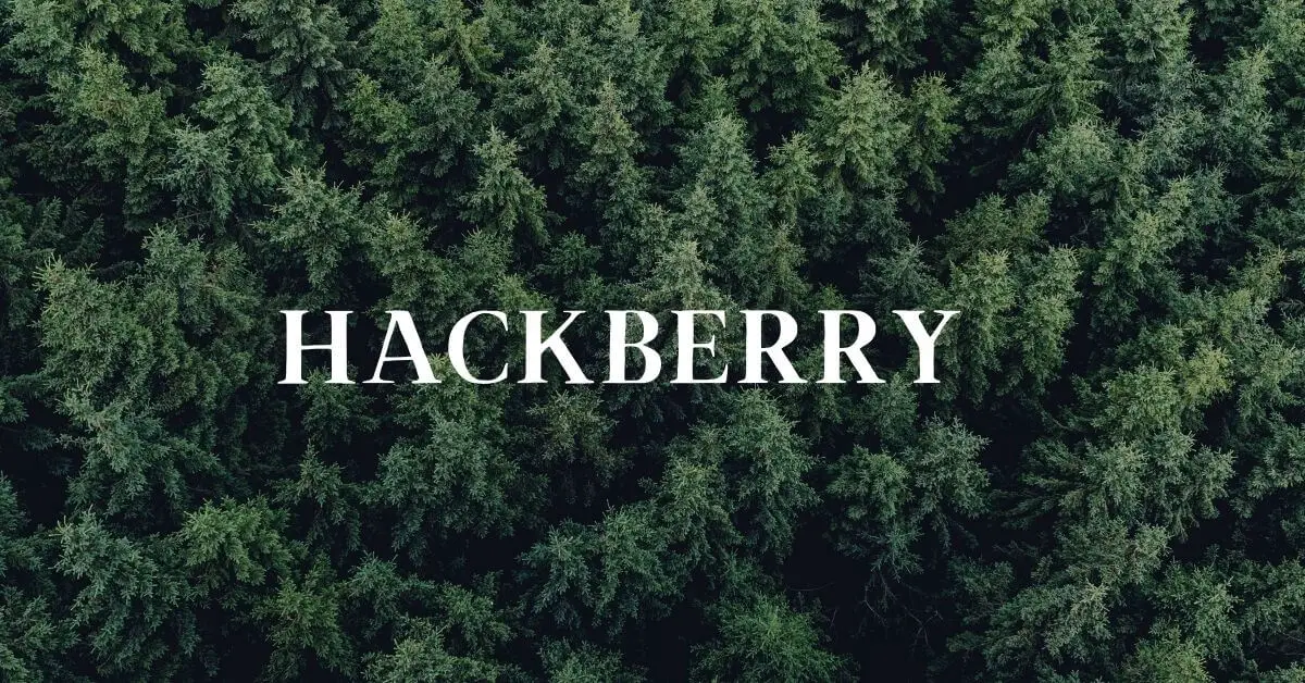 hackberry properties