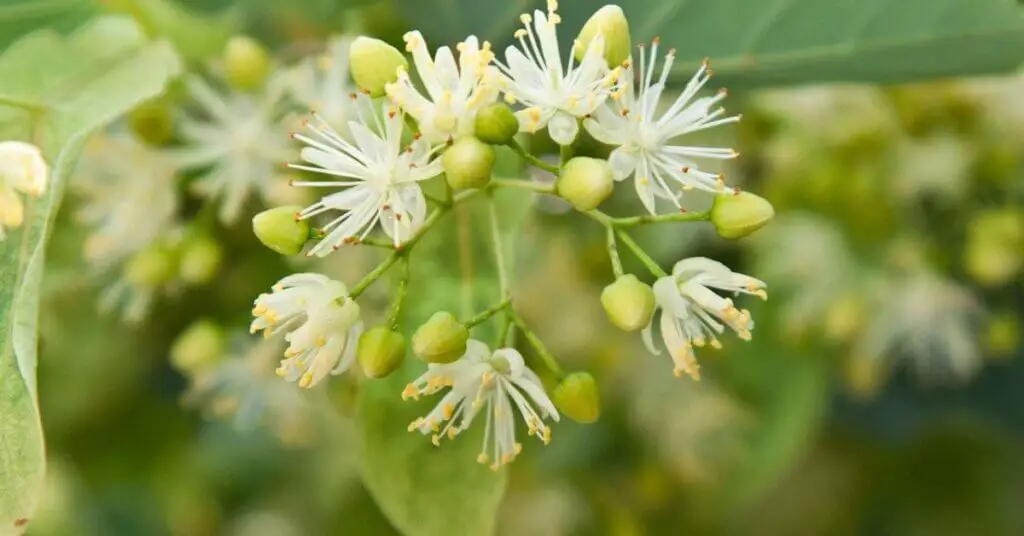 identify Basswood