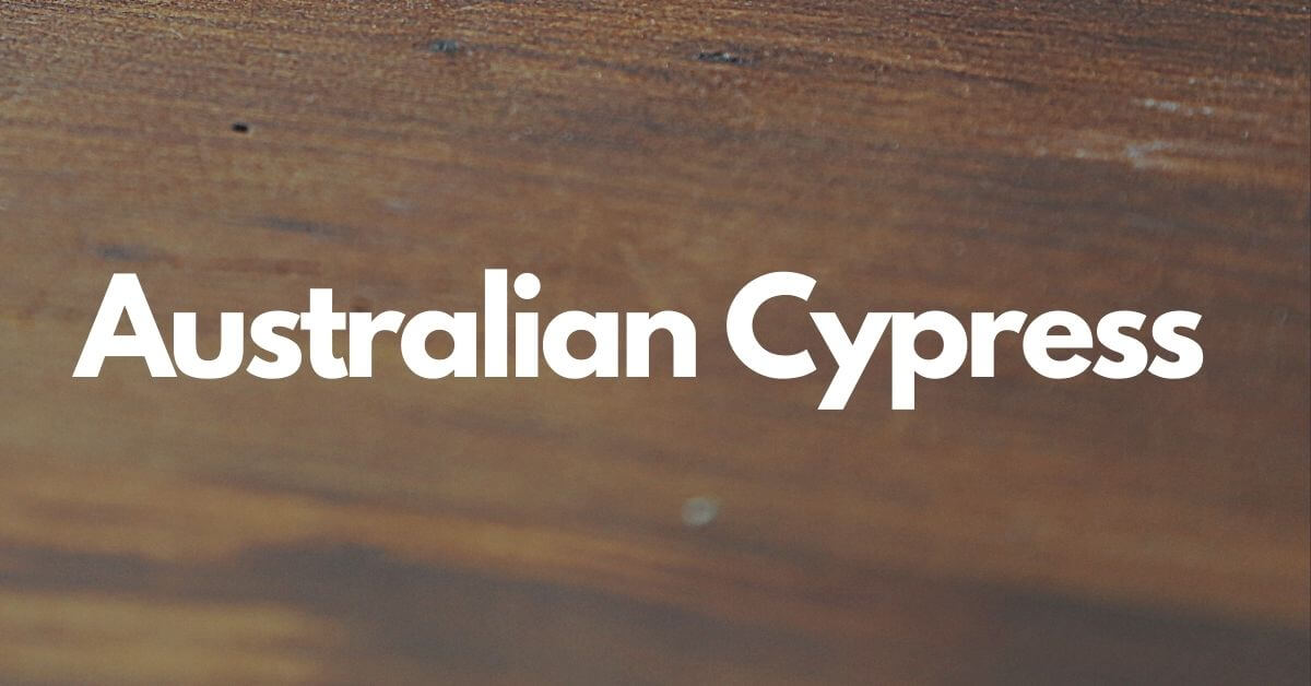 Australian Cypress