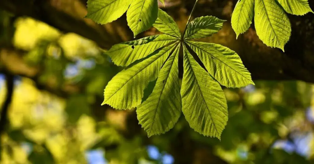 Chestnut leaf