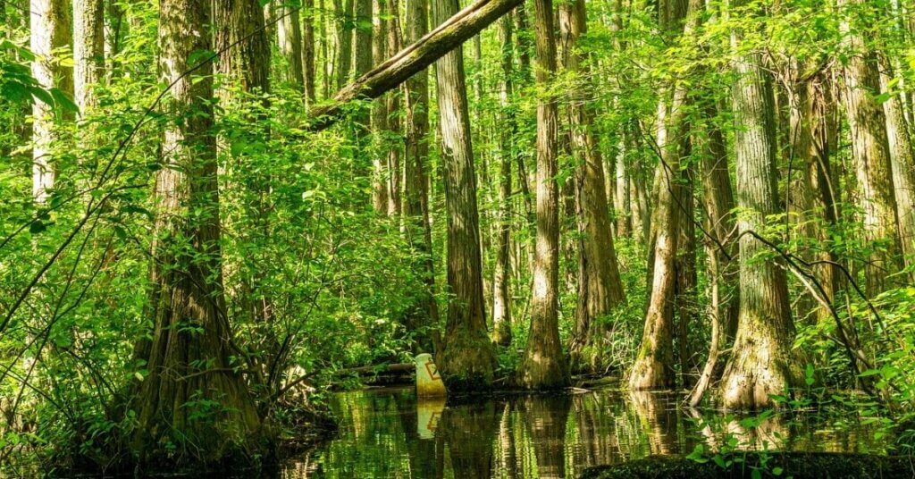 Cypress Wood Types of Cypress and Uses Timber Blogger