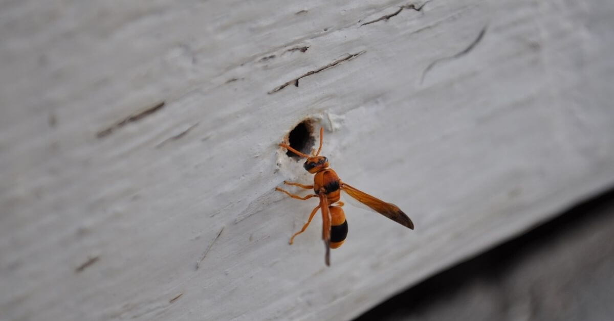 How to Fill Screw Holes in Wood? Timber Blogger