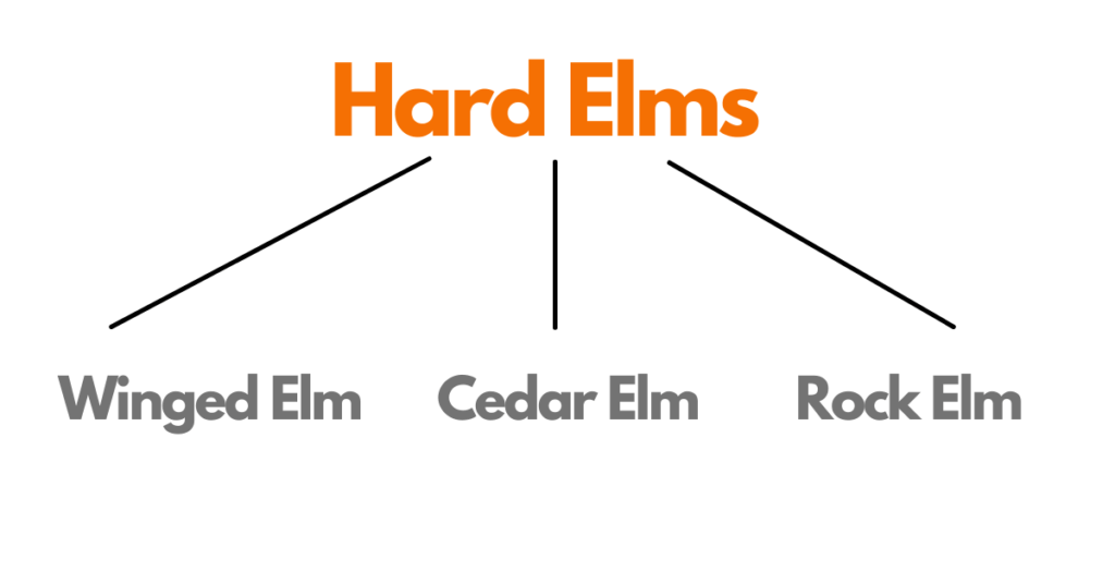 Hard Elms