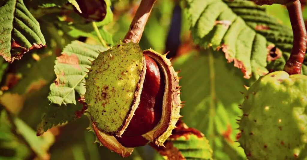 horse chestnut nuts