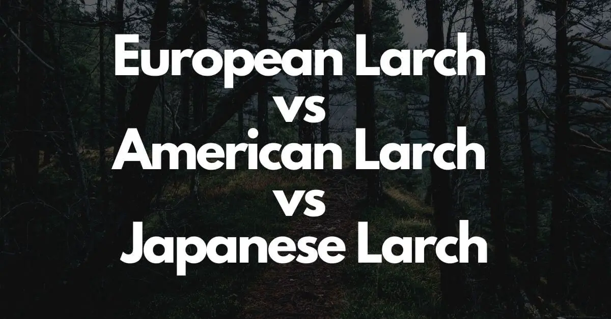 European Larch vs American Larch vs Japanese Larch